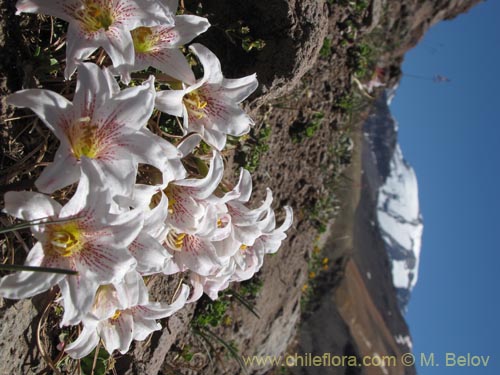 Bild von Rhodophiala rhodolirion (). Klicken Sie, um den Ausschnitt zu vergrössern.