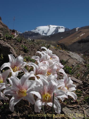 Фотография Rhodophiala rhodolirion (). Щелкните, чтобы увеличить вырез.