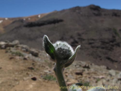 Image of Unidentified Plant sp. #3109 (). Click to enlarge parts of image.