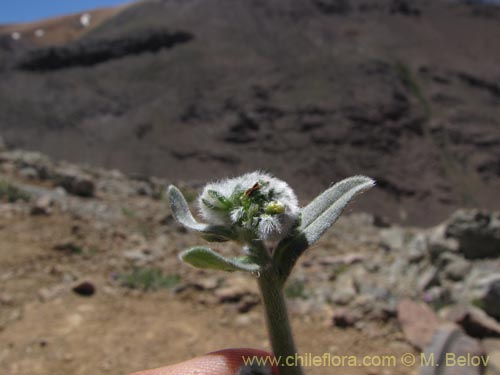 Image of Unidentified Plant sp. #3109 (). Click to enlarge parts of image.