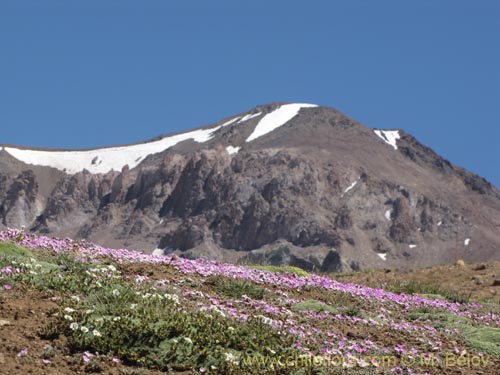 Imágen de Montiopsis gillesii (). Haga un clic para aumentar parte de imágen.