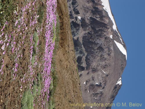 Imágen de Montiopsis gillesii (). Haga un clic para aumentar parte de imágen.