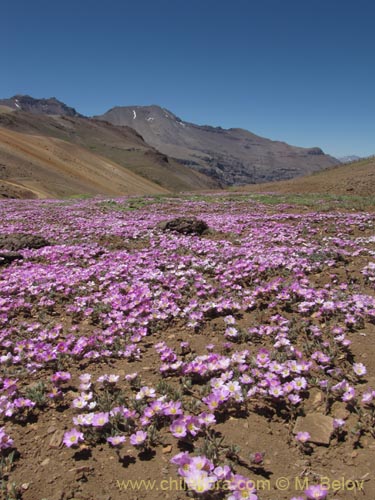 Imágen de Montiopsis gillesii (). Haga un clic para aumentar parte de imágen.