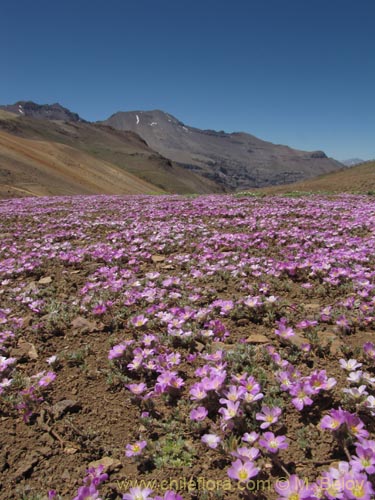 Imágen de Montiopsis gillesii (). Haga un clic para aumentar parte de imágen.