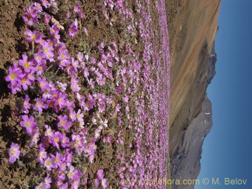 Imágen de Montiopsis gillesii (). Haga un clic para aumentar parte de imágen.