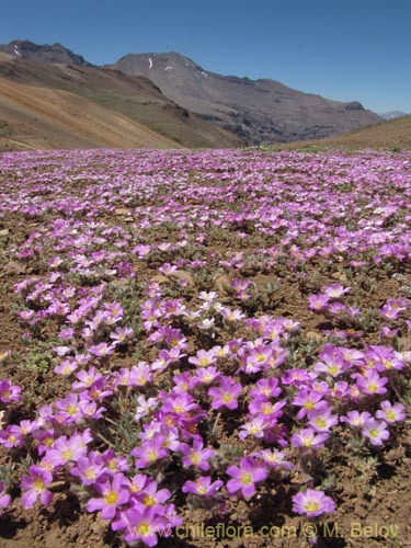 Imágen de Montiopsis gillesii (). Haga un clic para aumentar parte de imágen.