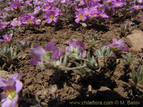 Imágen de Montiopsis gillesii (). Haga un clic para aumentar parte de imágen.