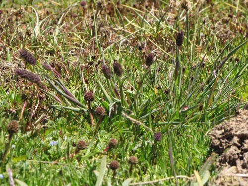 Bild von Poaceae sp. #2186 (). Klicken Sie, um den Ausschnitt zu vergrössern.