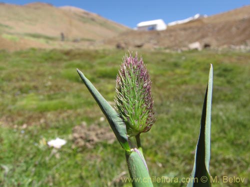 Poaceae sp. #2186의 사진