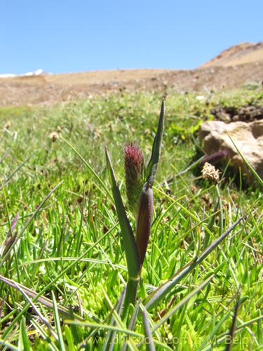 Poaceae sp.の写真