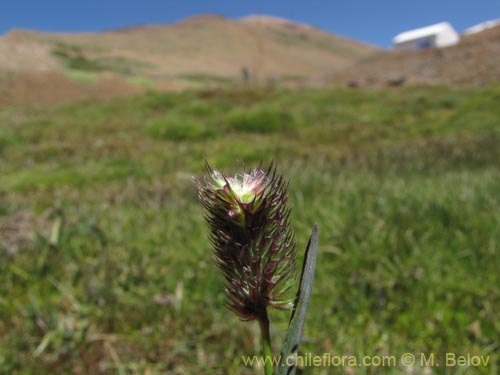 Imágen de Poaceae sp. #2186 (). Haga un clic para aumentar parte de imágen.