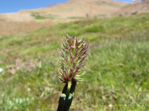 Bild von Poaceae sp. #2186 (). Klicken Sie, um den Ausschnitt zu vergrössern.