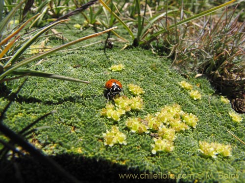 Bild von Azorella madreporica (). Klicken Sie, um den Ausschnitt zu vergrössern.