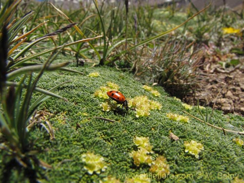 Image of Azorella madreporica (). Click to enlarge parts of image.