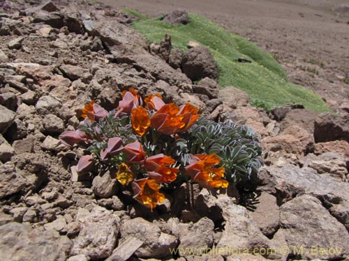 Tropaeolum nubigenum的照片