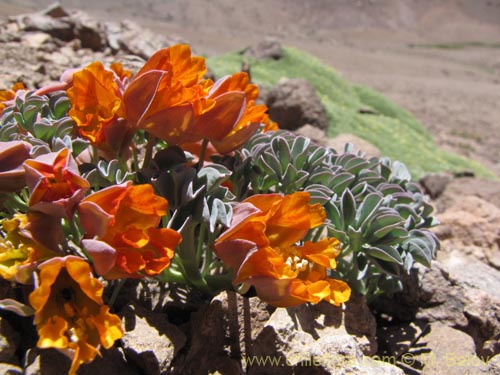 Фотография Tropaeolum nubigenum (). Щелкните, чтобы увеличить вырез.