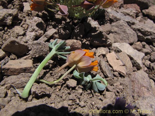 Tropaeolum nubigenum的照片