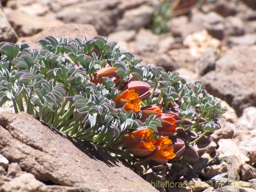 Tropaeolum nubigenum的照片