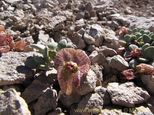 Imágen de Cistanthe frigida (). Haga un clic para aumentar parte de imágen.