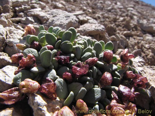 Cistanthe frigida的照片