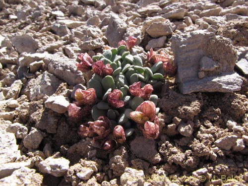 Image of Cistanthe frigida (). Click to enlarge parts of image.