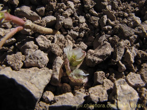 Image of Cistanthe frigida (). Click to enlarge parts of image.