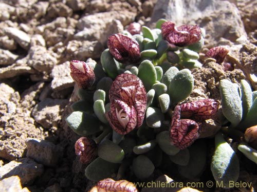 Image of Cistanthe frigida (). Click to enlarge parts of image.