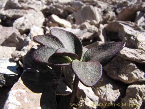 Image of Barneoudia chilensis (). Click to enlarge parts of image.