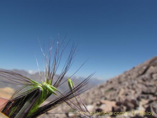 Poaceae sp. #3164的照片