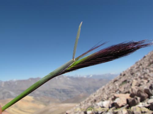 Imágen de Poaceae sp. #3164 (). Haga un clic para aumentar parte de imágen.