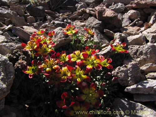 Image of Calandrinia caespitosa (). Click to enlarge parts of image.