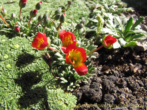 Image of Calandrinia caespitosa (). Click to enlarge parts of image.