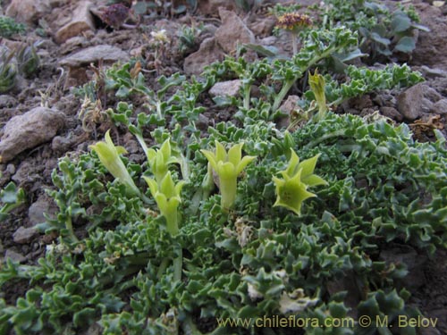 Imágen de Jaborosa sp. #2136 (). Haga un clic para aumentar parte de imágen.