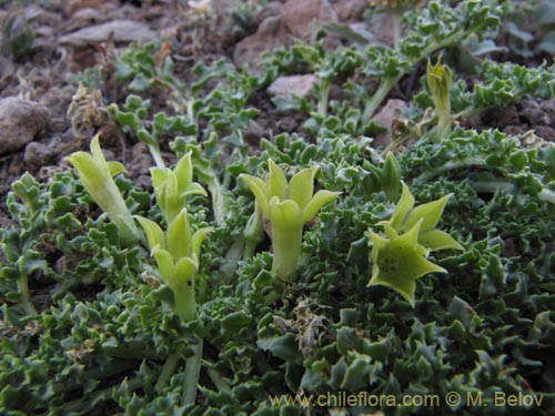 Imágen de Jaborosa sp. #2136 (). Haga un clic para aumentar parte de imágen.