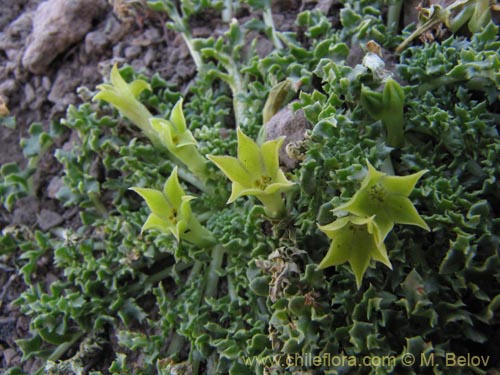 Imágen de Jaborosa sp. #2136 (). Haga un clic para aumentar parte de imágen.