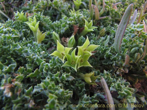 Bild von Jaborosa sp. #2136 (). Klicken Sie, um den Ausschnitt zu vergrössern.