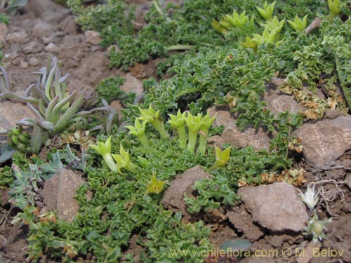 Bild von Jaborosa sp. #2136 (). Klicken Sie, um den Ausschnitt zu vergrössern.