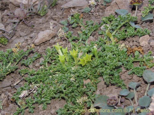 Bild von Jaborosa sp. #2136 (). Klicken Sie, um den Ausschnitt zu vergrössern.