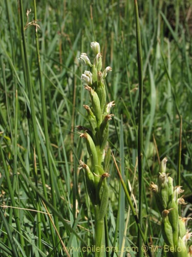 Imágen de Chloraea chica (). Haga un clic para aumentar parte de imágen.