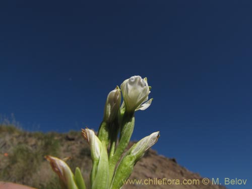 Imágen de Chloraea chica (). Haga un clic para aumentar parte de imágen.