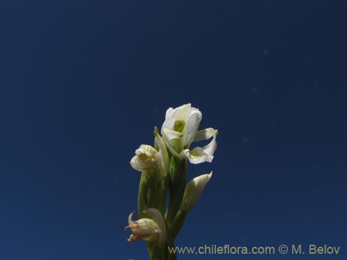 Фотография Chloraea chica (). Щелкните, чтобы увеличить вырез.