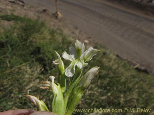 Фотография Chloraea chica (). Щелкните, чтобы увеличить вырез.