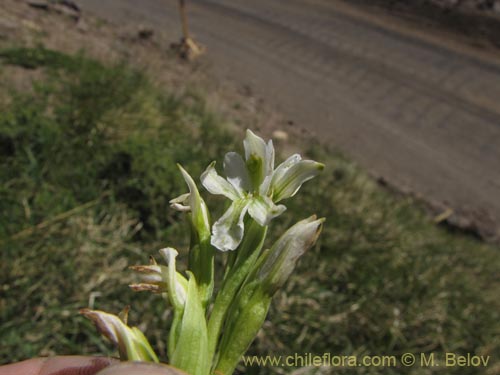 Image of Chloraea chica (). Click to enlarge parts of image.