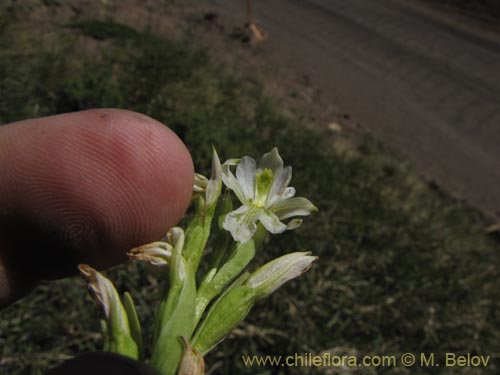 Фотография Chloraea chica (). Щелкните, чтобы увеличить вырез.