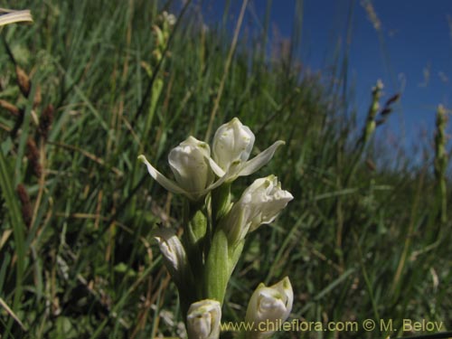 Image of Chloraea chica (). Click to enlarge parts of image.