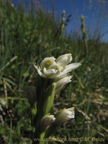 Imágen de Chloraea chica (). Haga un clic para aumentar parte de imágen.