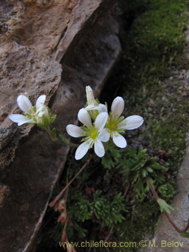 Bild von Saxifraga magellanica (). Klicken Sie, um den Ausschnitt zu vergrössern.