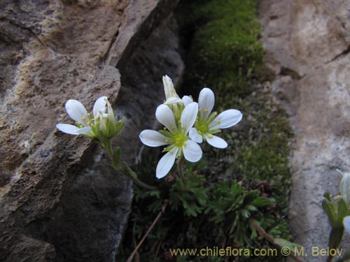 Bild von Saxifraga magellanica (). Klicken Sie, um den Ausschnitt zu vergrössern.