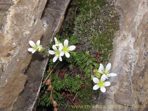 Bild von Saxifraga magellanica (). Klicken Sie, um den Ausschnitt zu vergrössern.