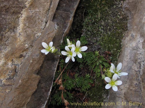 Bild von Saxifraga magellanica (). Klicken Sie, um den Ausschnitt zu vergrössern.